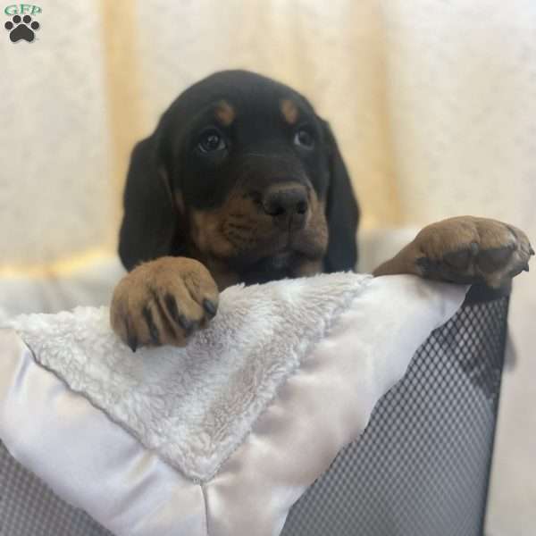 Buster, Australian Shepherd Mix Puppy